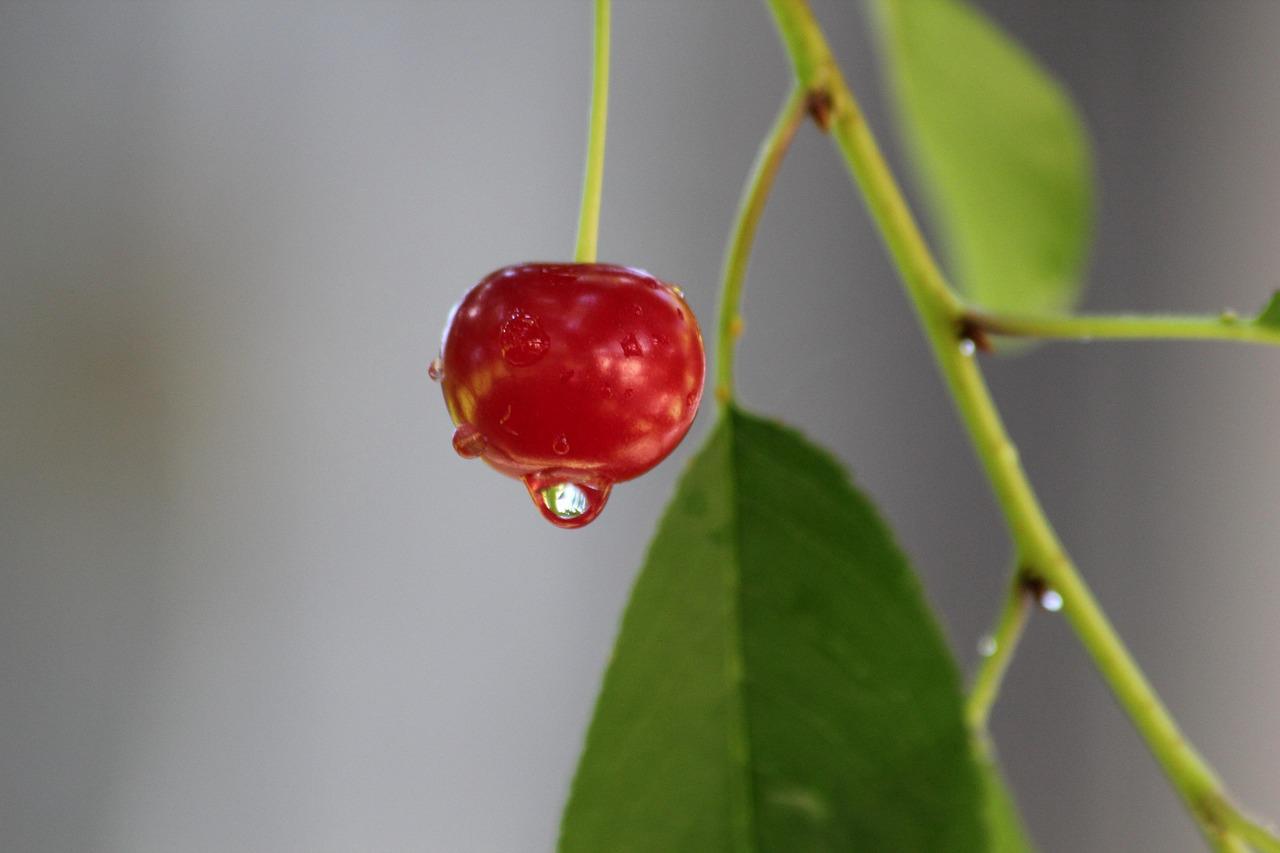 Receita de Pudim da Noviça